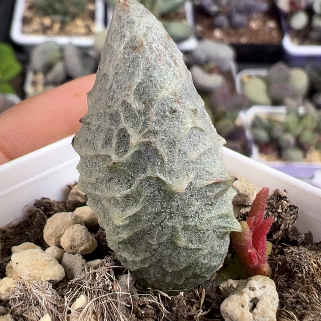 倒刺叶插苗多肉植物水泡