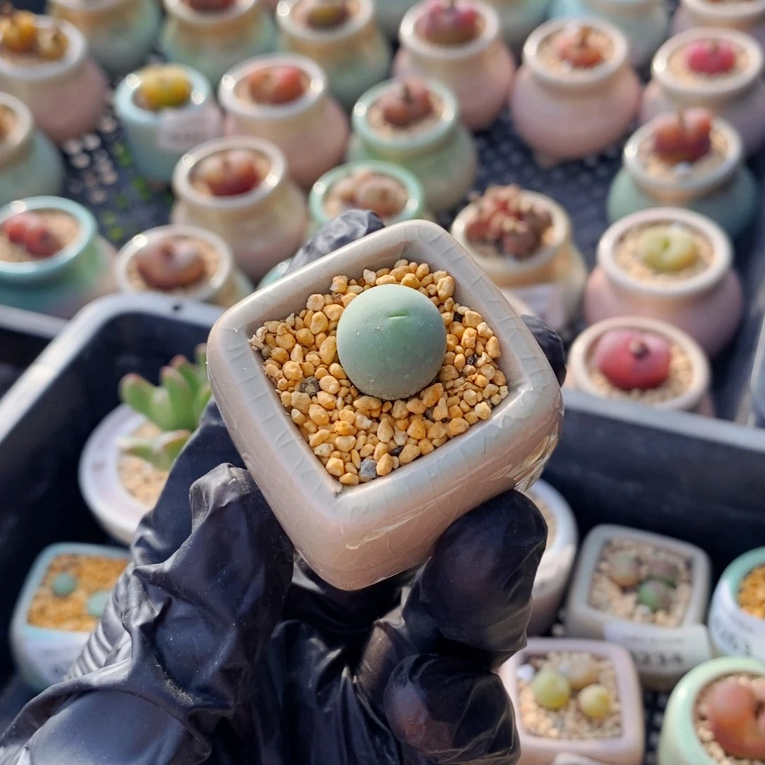 4277-－一物一拍 带盆