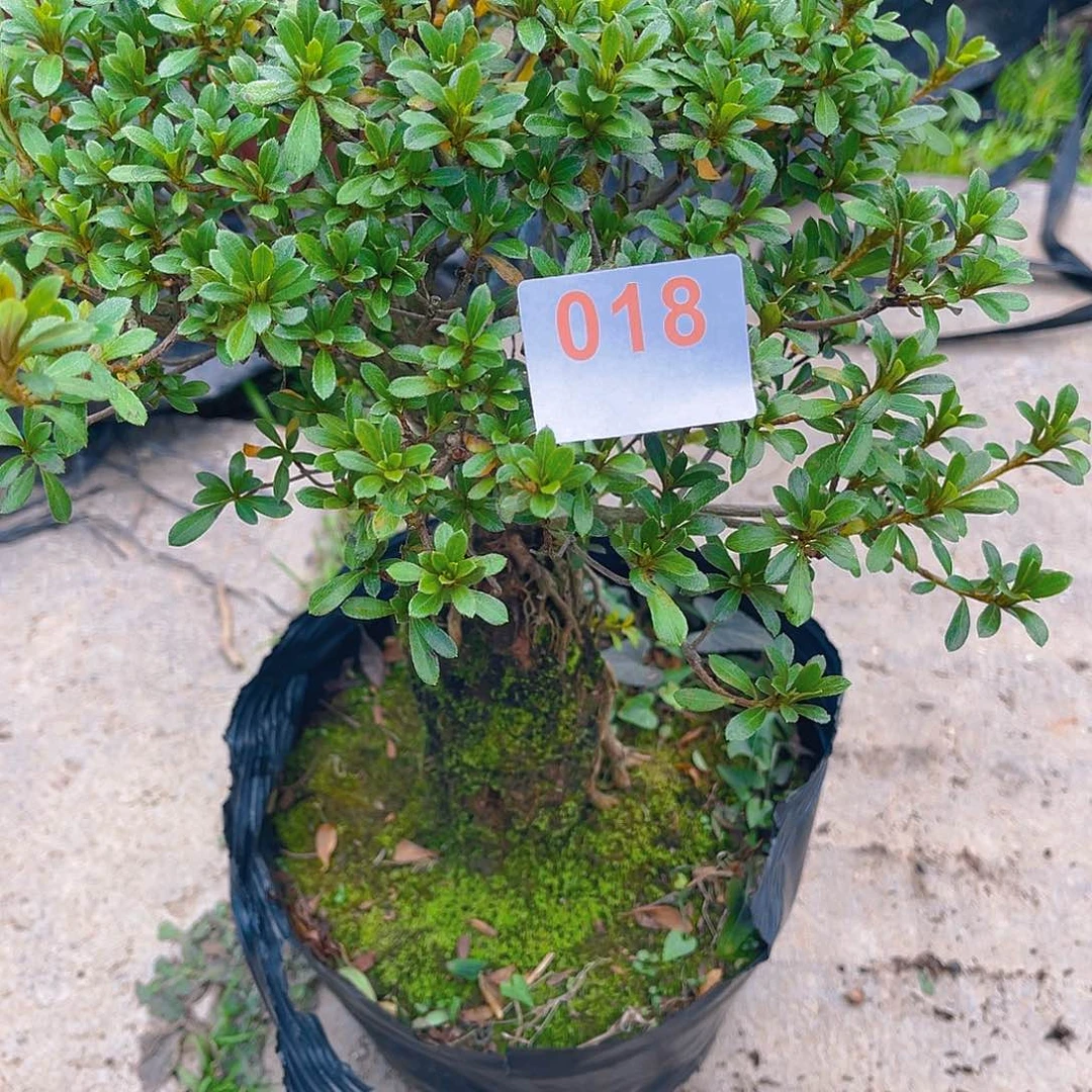 无花朵直播时间一定一定