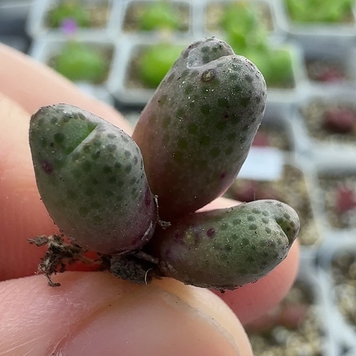 老马生石花95d斑马1324