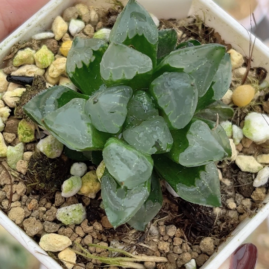 76圣诞蜡烛带仔福利专场