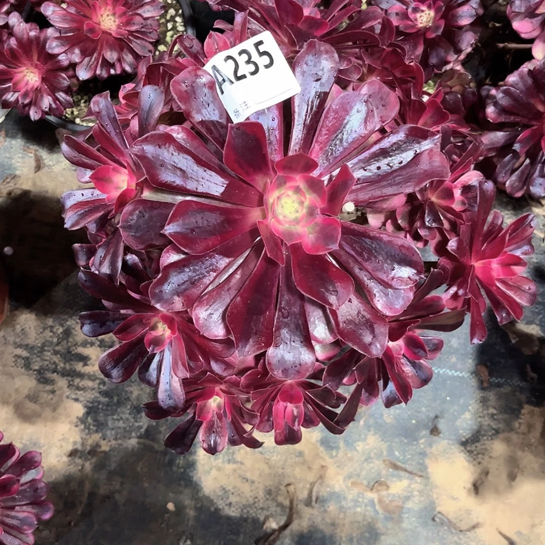 多肉植物美杜莎235多肉