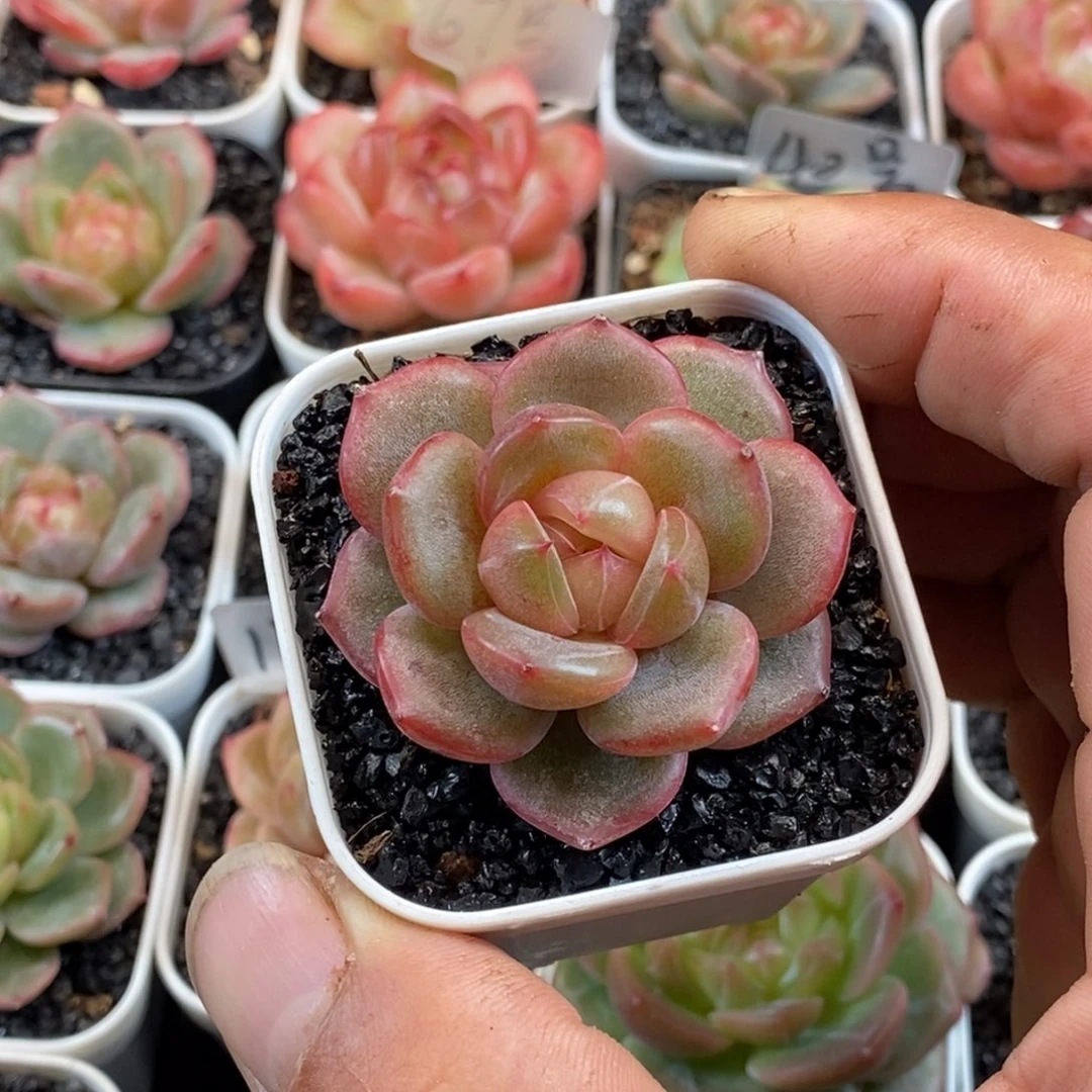 天官赐福百无禁忌