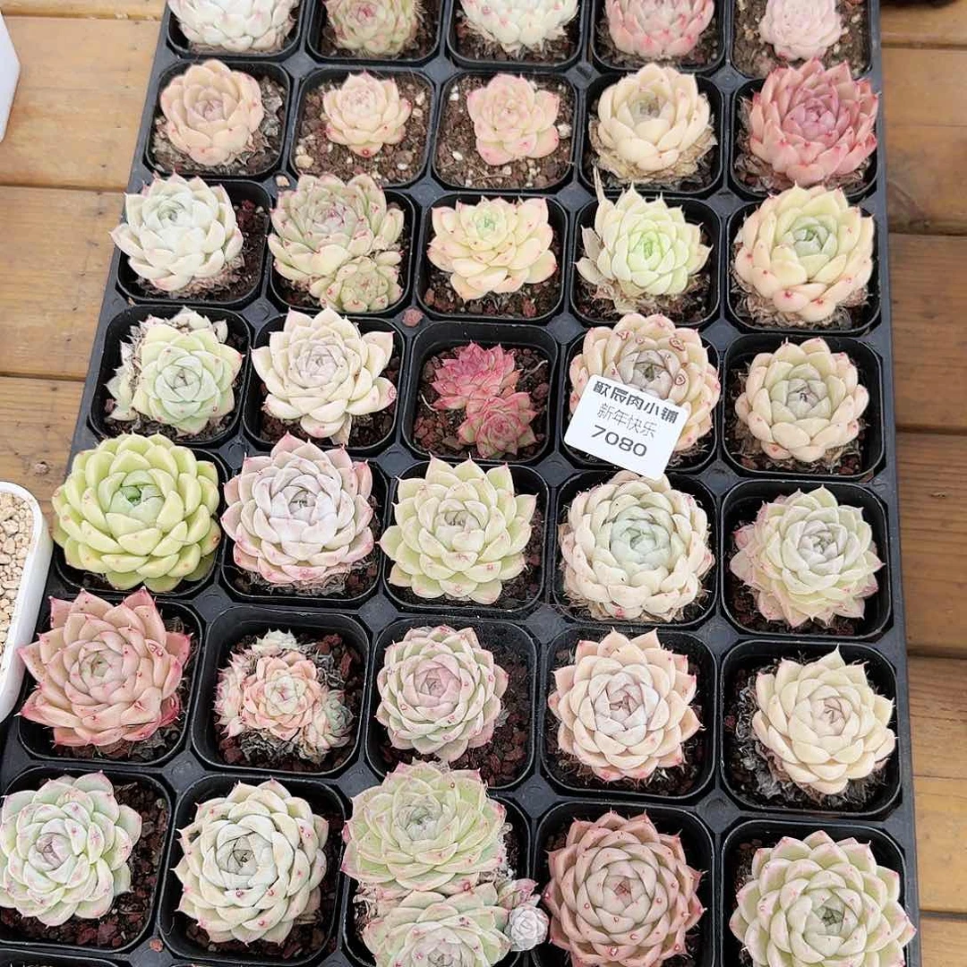 多肉植物麦杆一筐7080