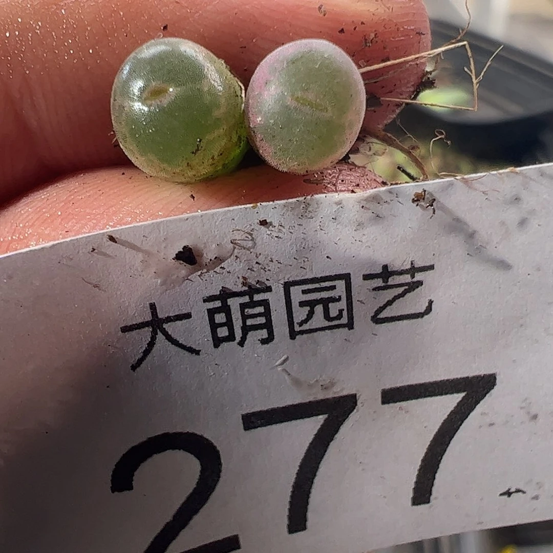 一物一拍正版安格尼斯之眼，277