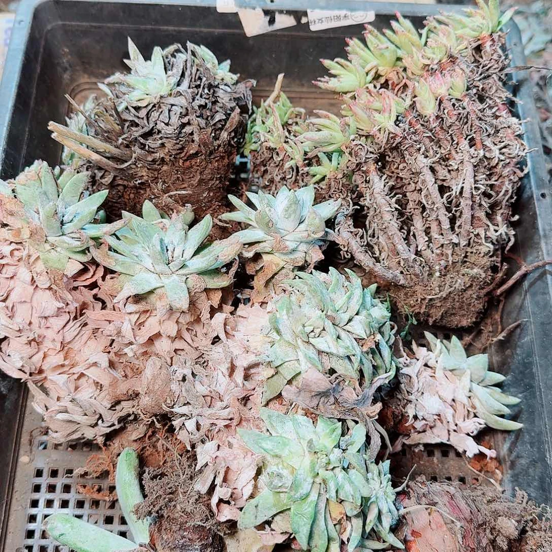 1408瑕疵框拍不售后