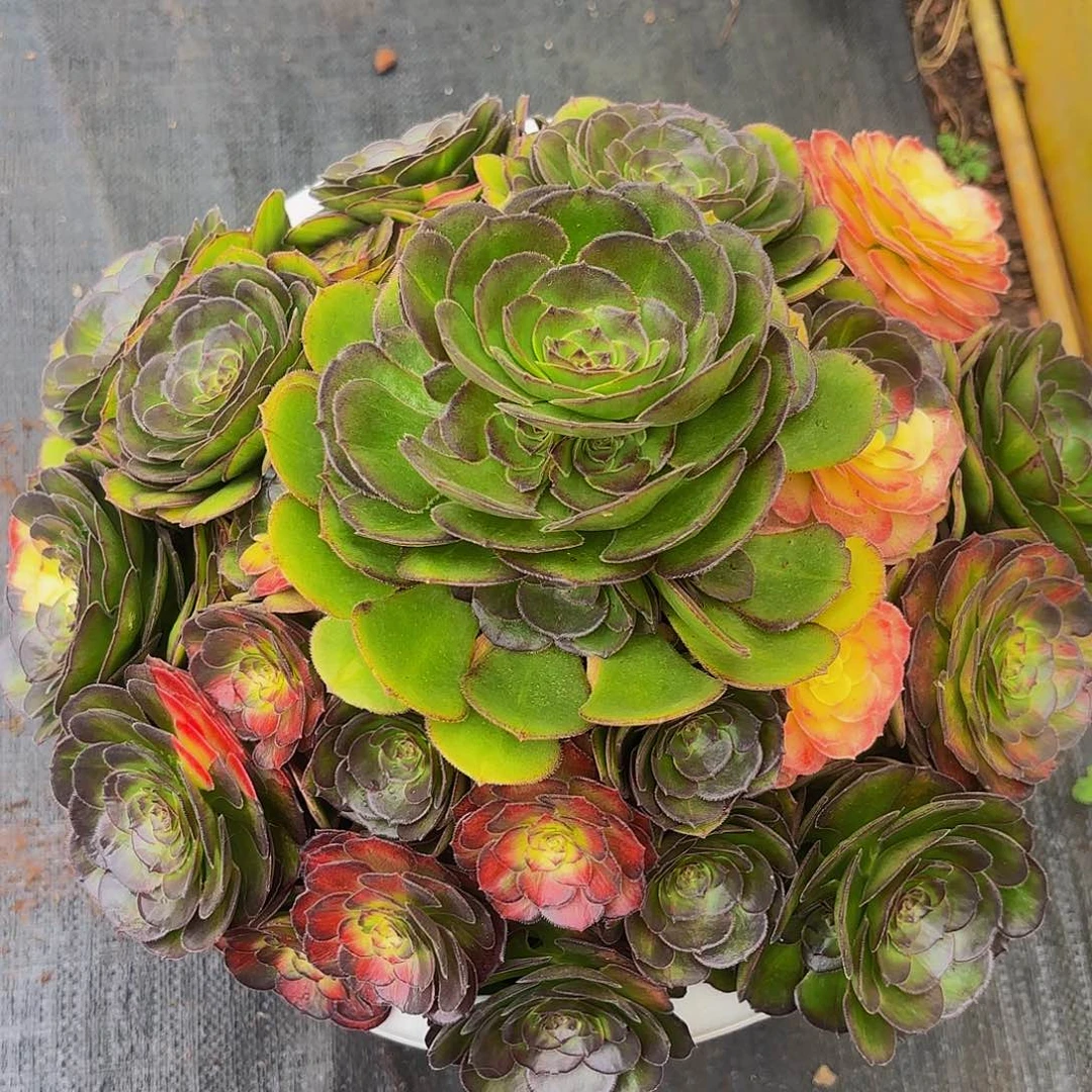 海王七彩多肉植物一颗