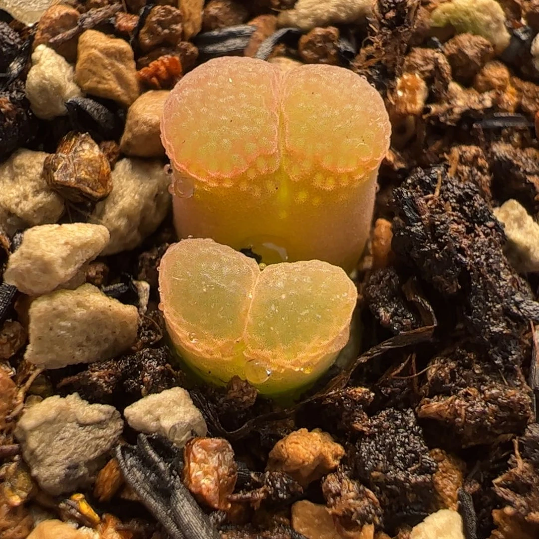 054多肉植物百科