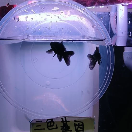 蝴蝶鲤鱼墨蝶大鳍大尾有张力