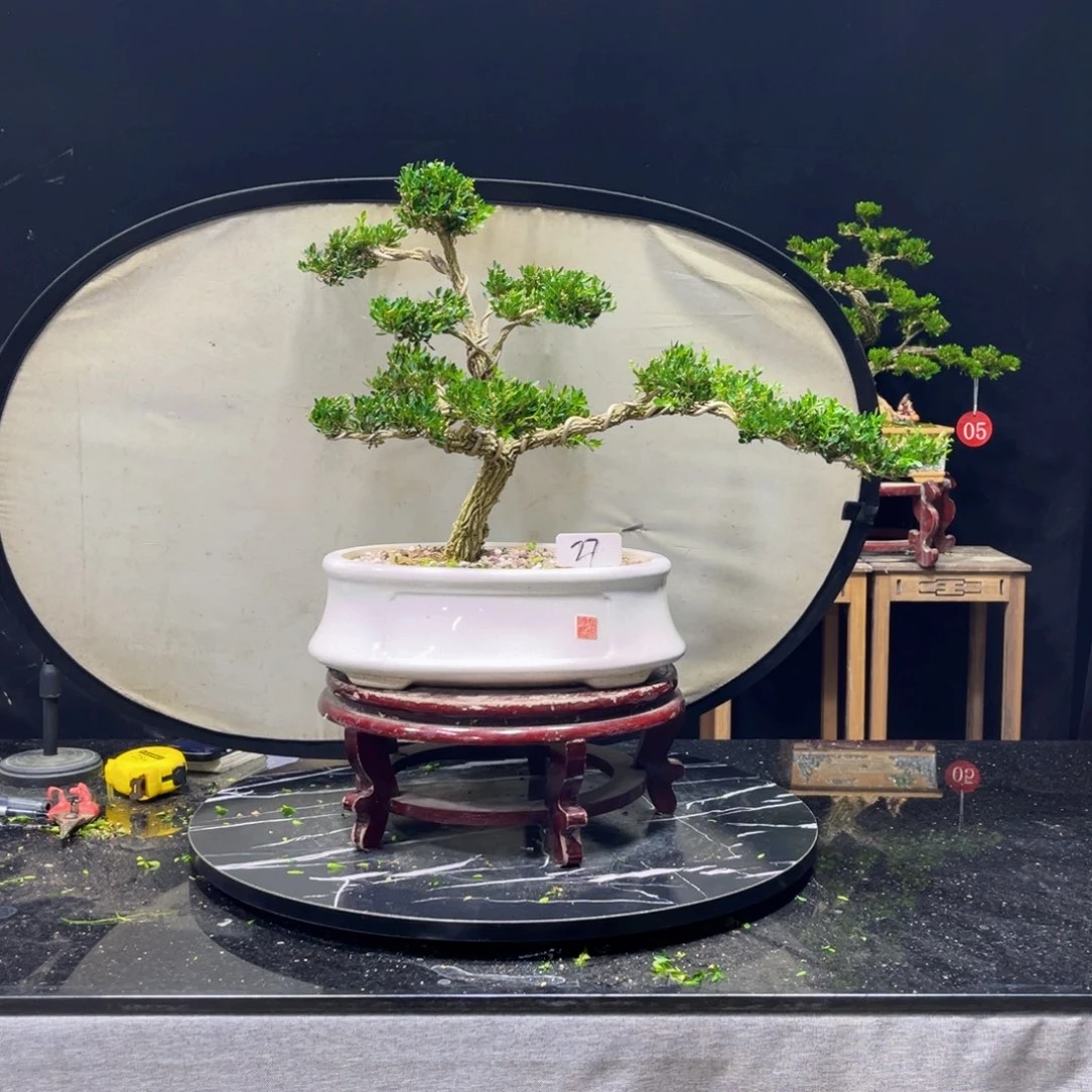 品***完全开放黄杨盆景