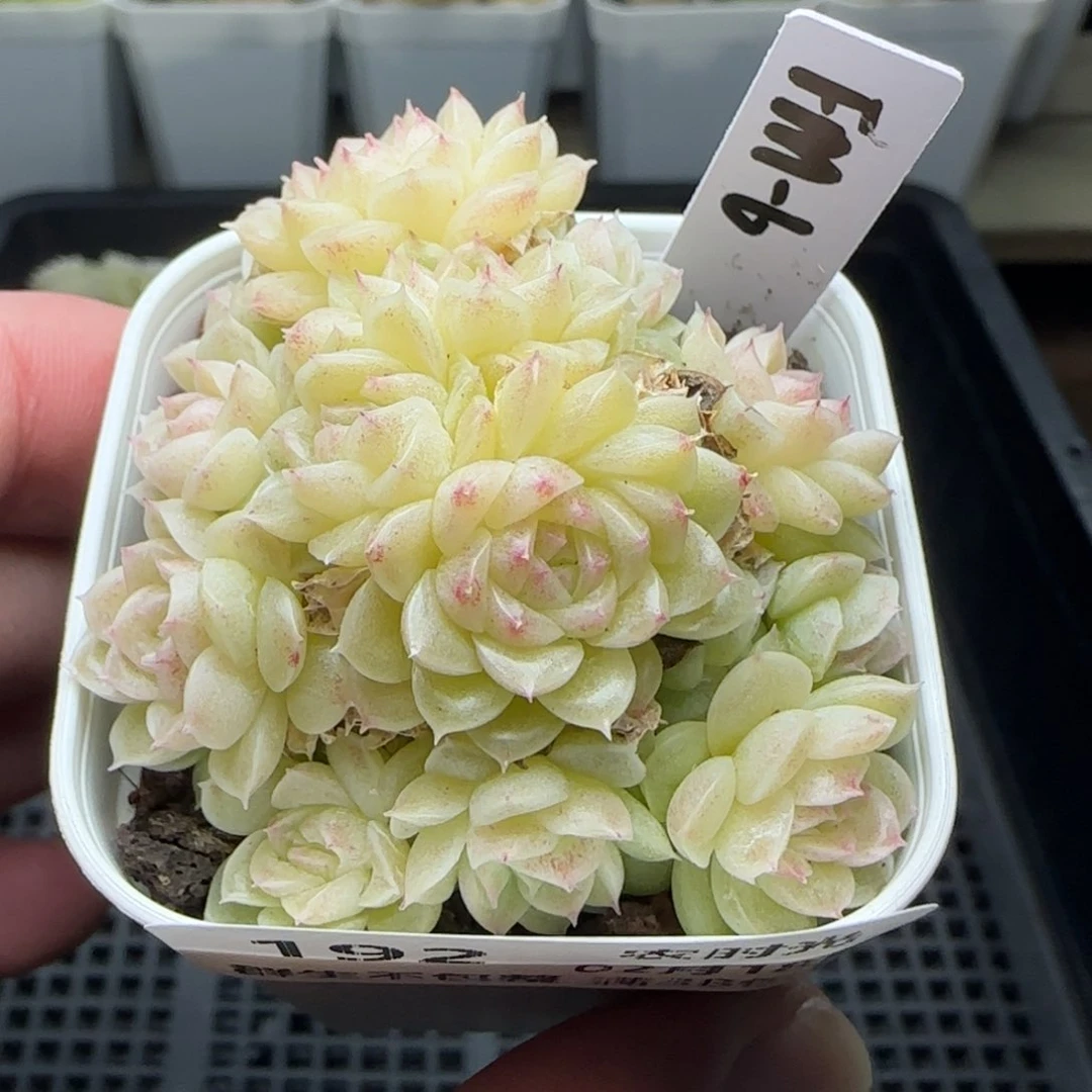 0218-192（FM-6）麦秆