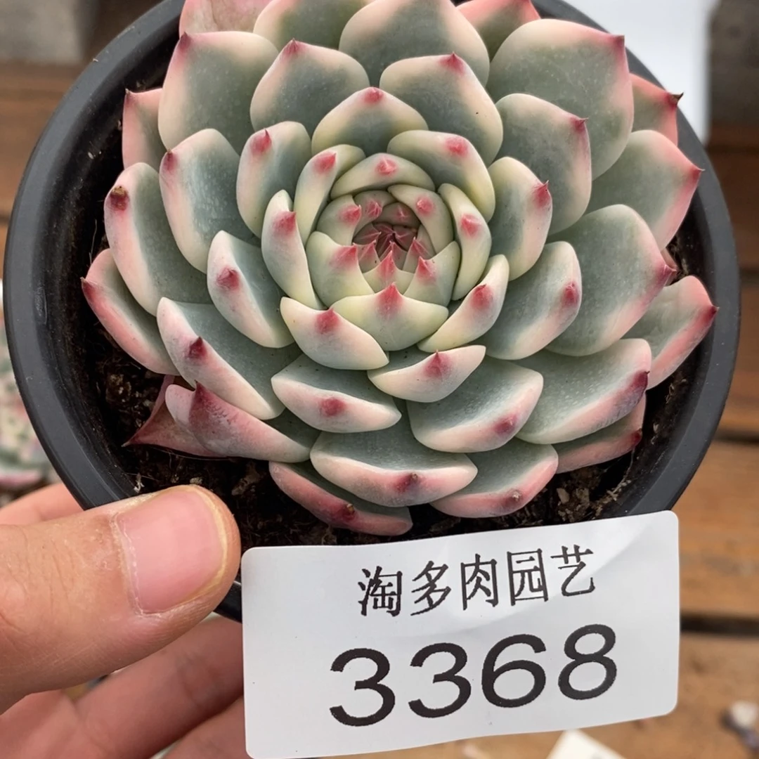 吉娃娃锦多肉植物3368