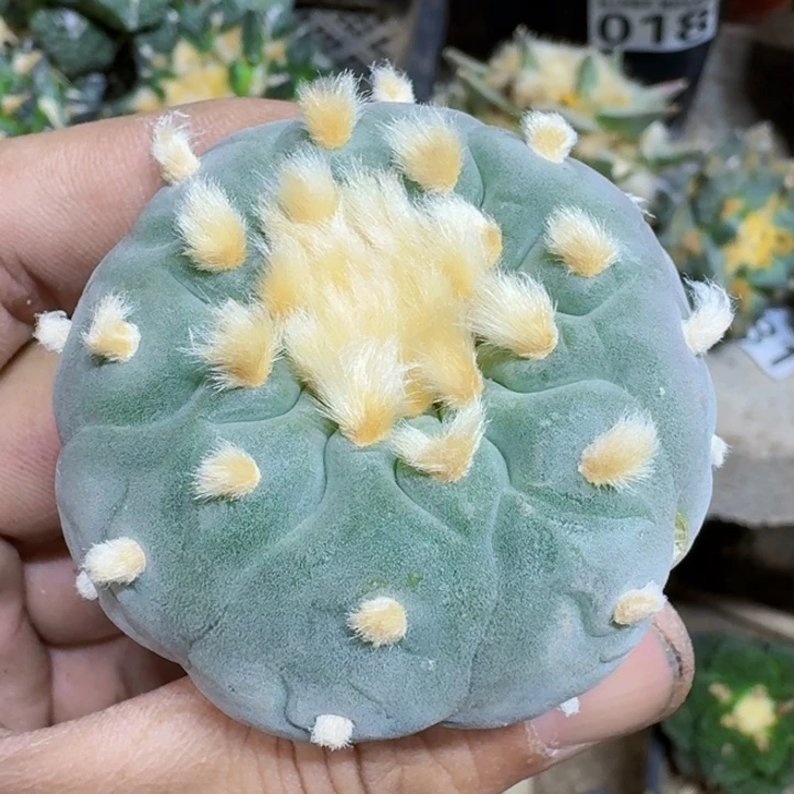 福利实生蓝白096