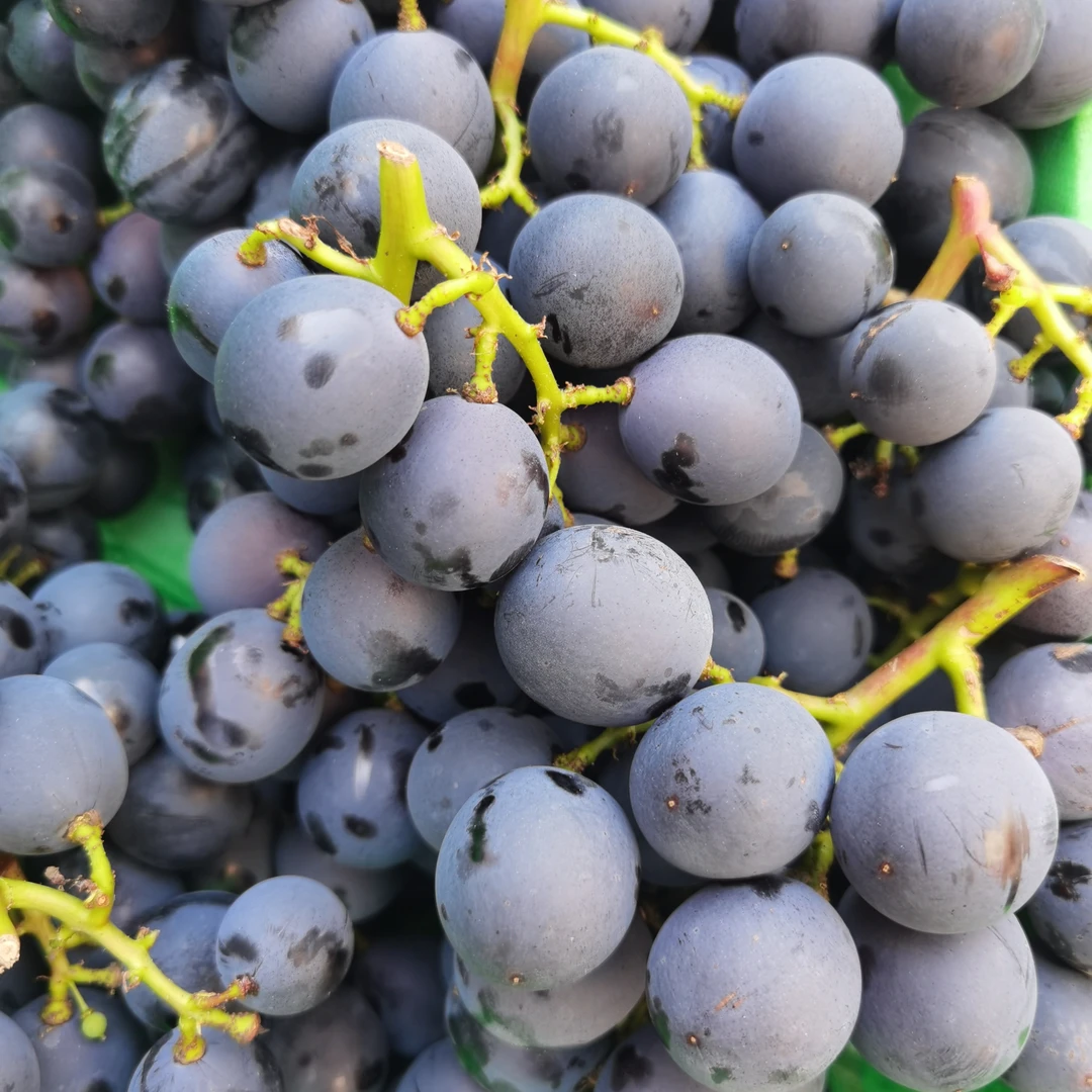 清徐巨峰葡萄纯甜2斤辽宁省