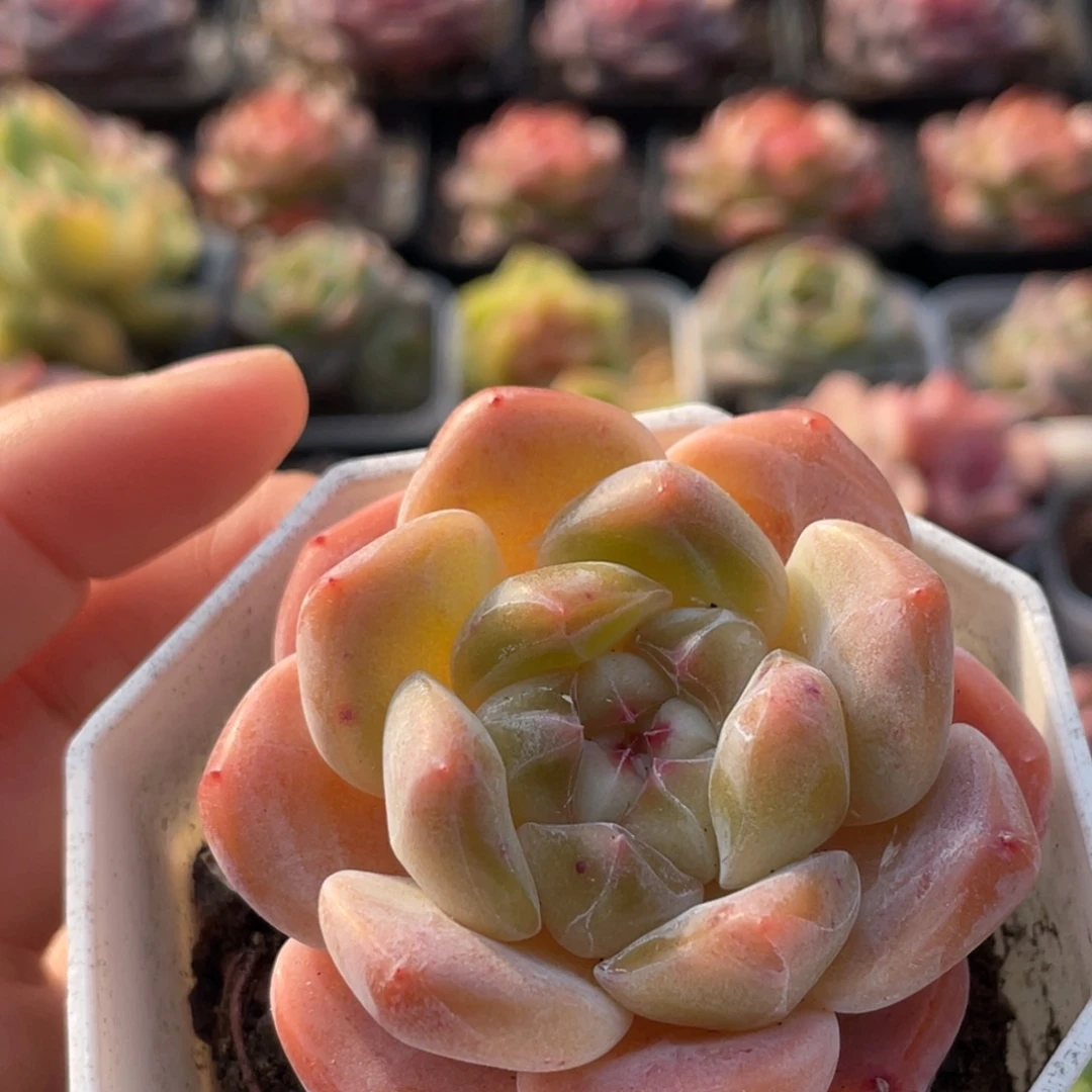 346号糖心冰心珍妮 雪兹