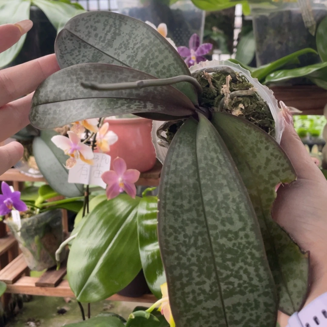当前无花栽培后可以开花swr23pu西交黄史