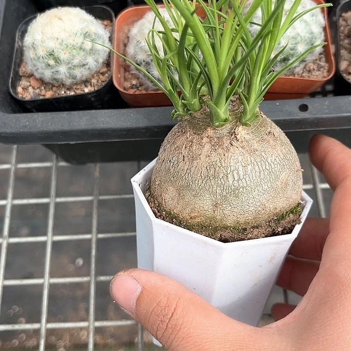 我在外面吃饭了哈我