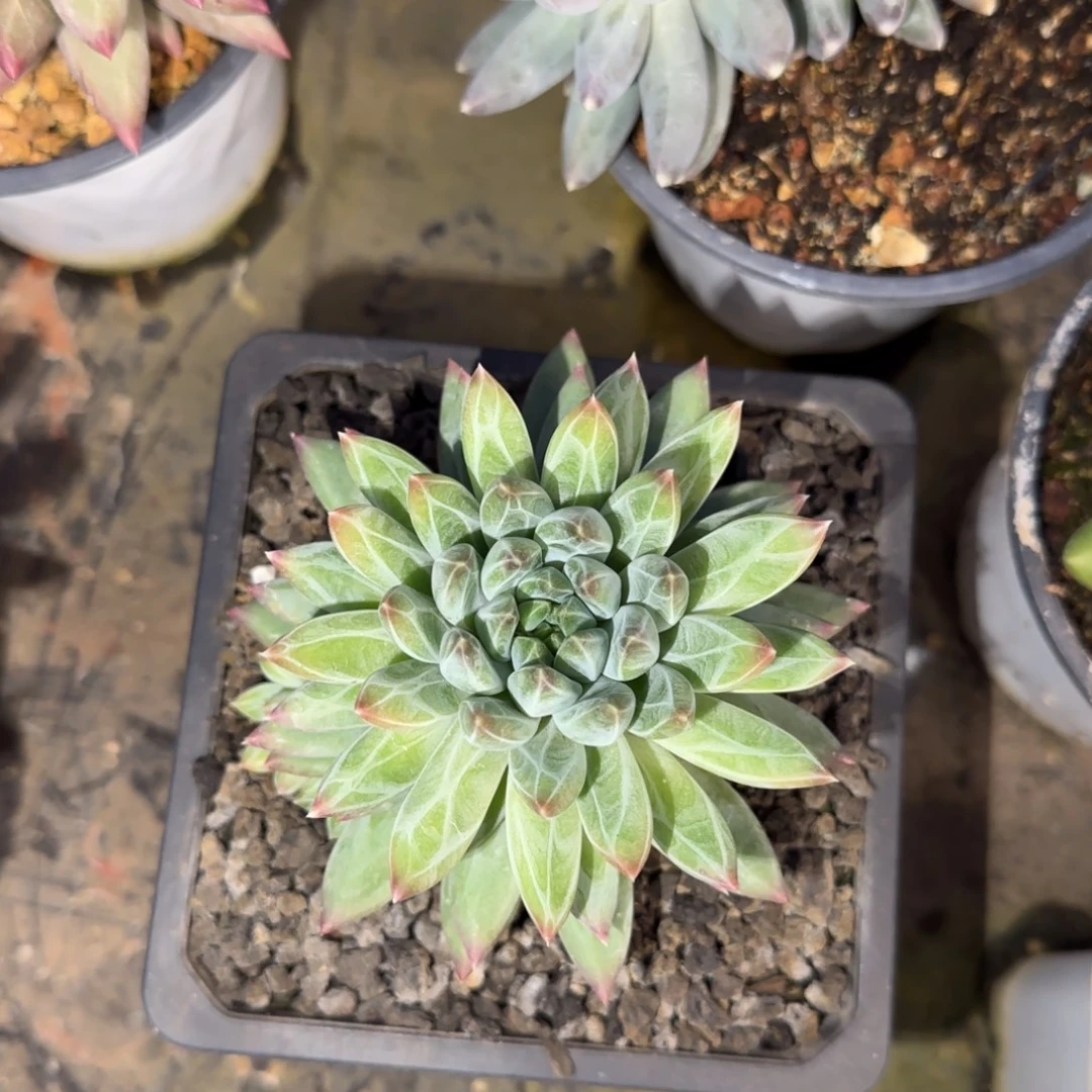 多肉植物多肉植物
