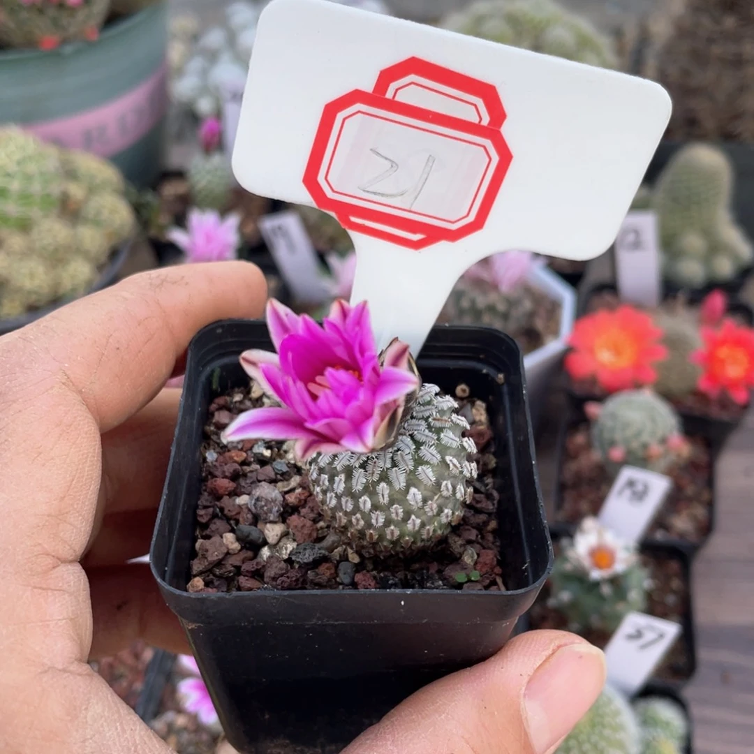 21王是不是会越来越喜欢