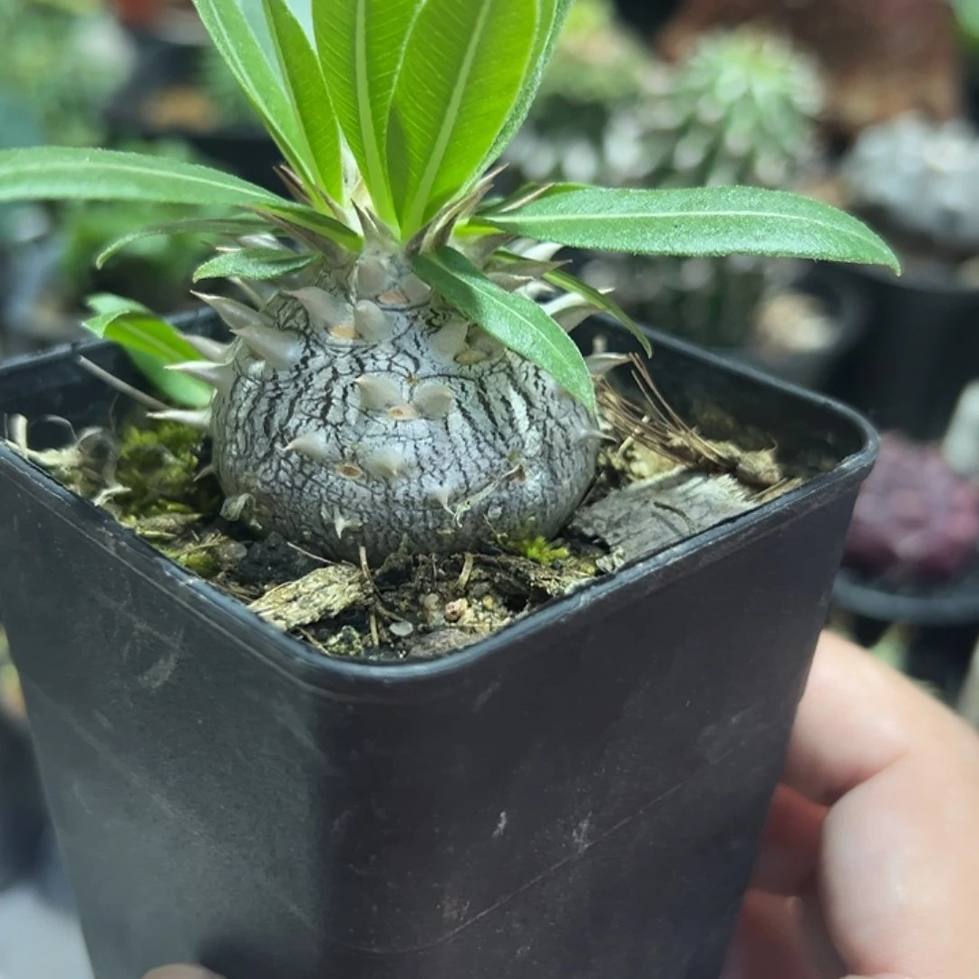 无花朵胖墩惠比大黑