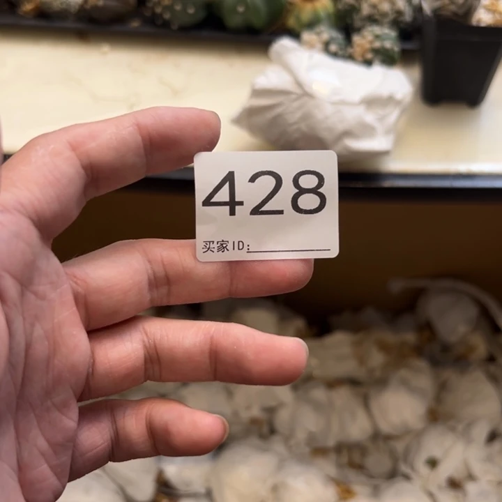 向***阿兜星球仙人球428号7个