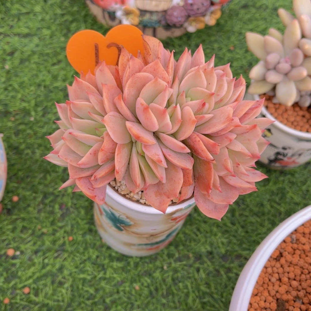 ❤️****12号多肉植物一物一拍