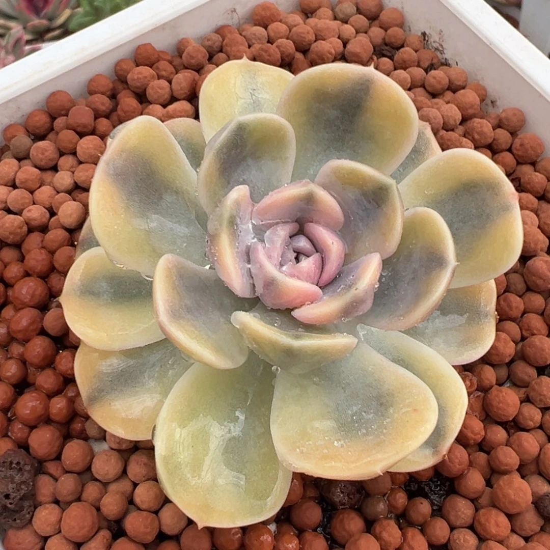 汉堡锦，覆轮锦多肉植物