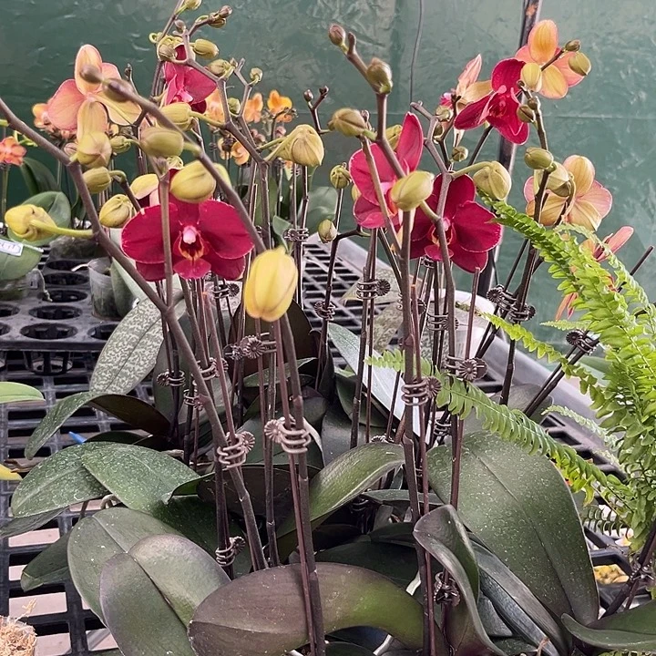 大部分花苞少量开放突尼斯