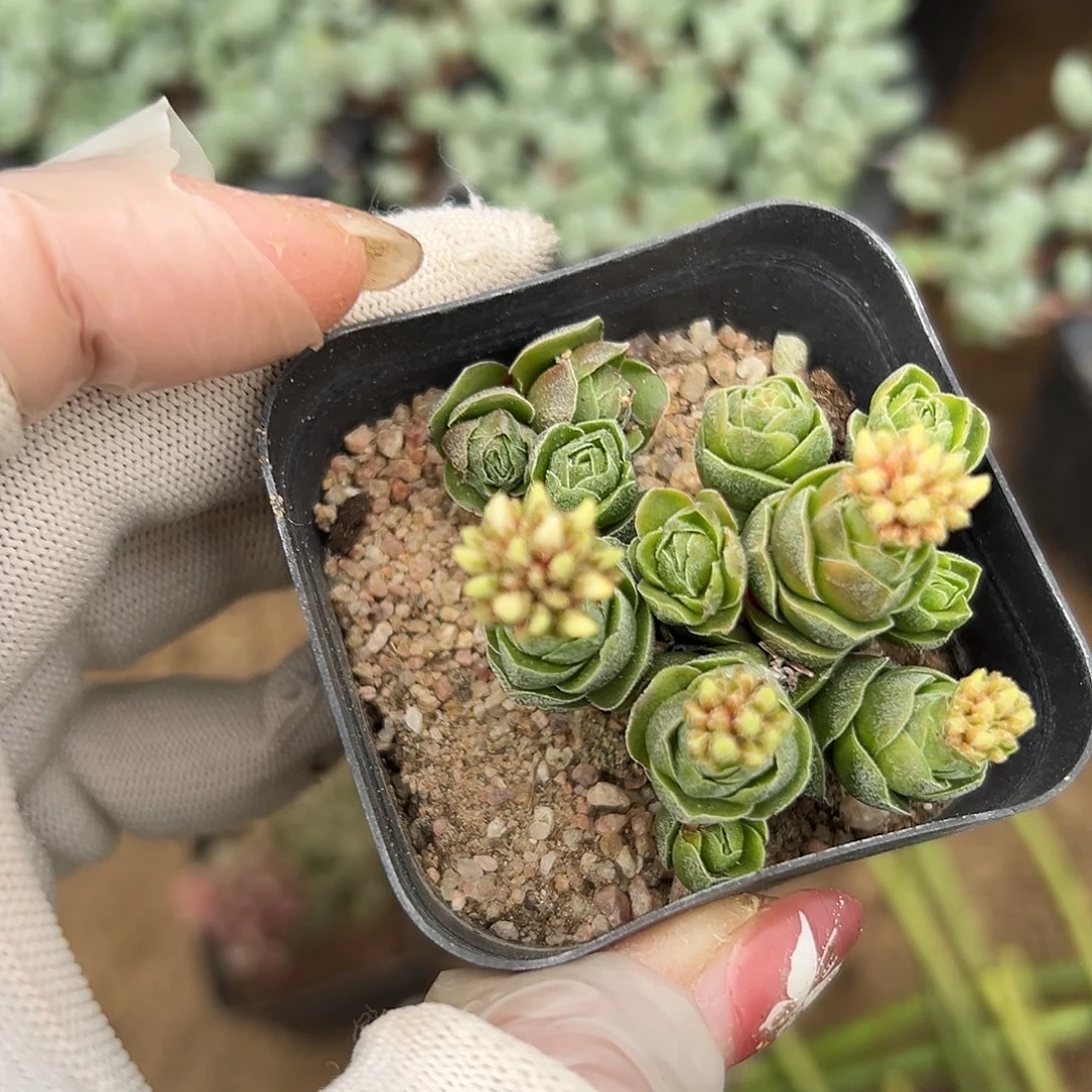 多肉植物多肉植物