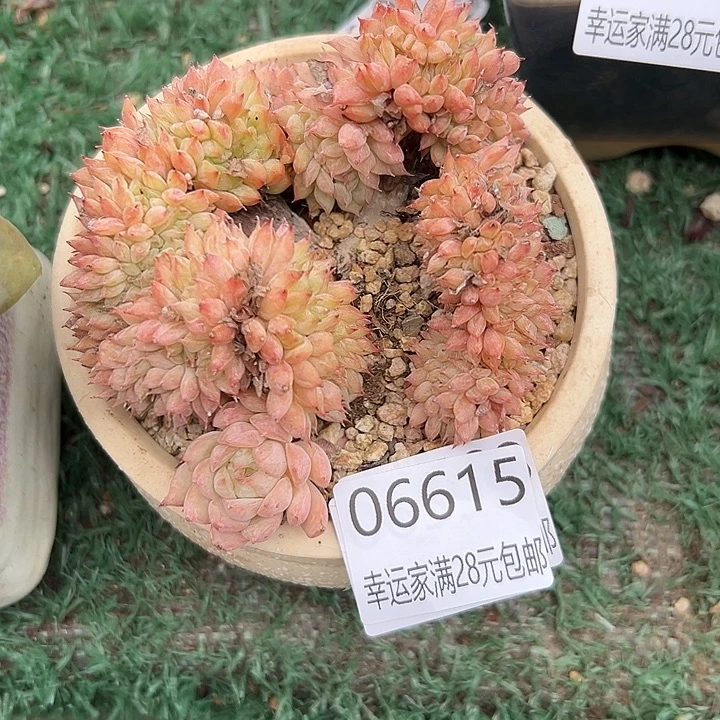 幸运的人会遇到你喜欢你喜欢
