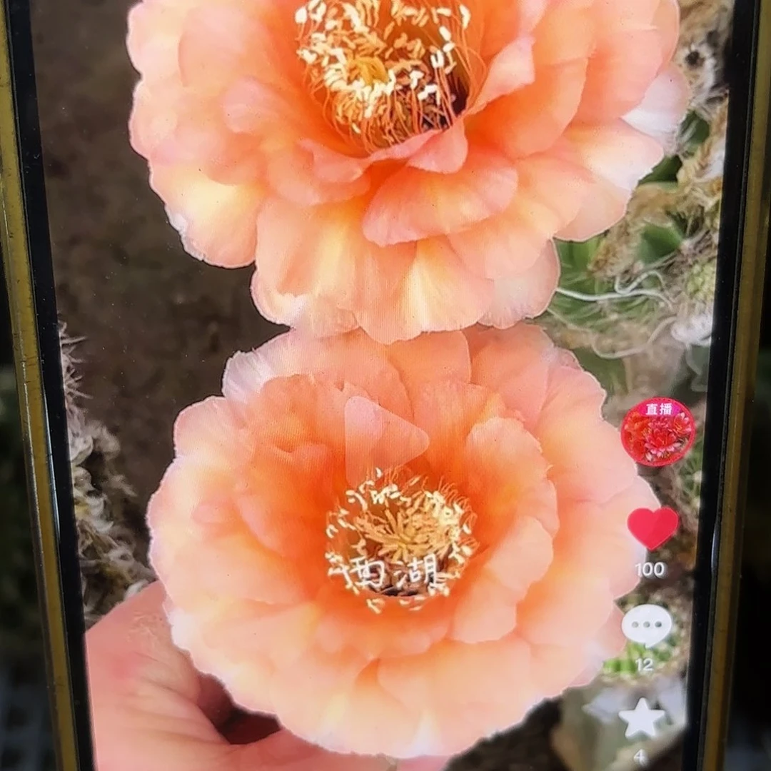 温柔彩侧牙20包邮44