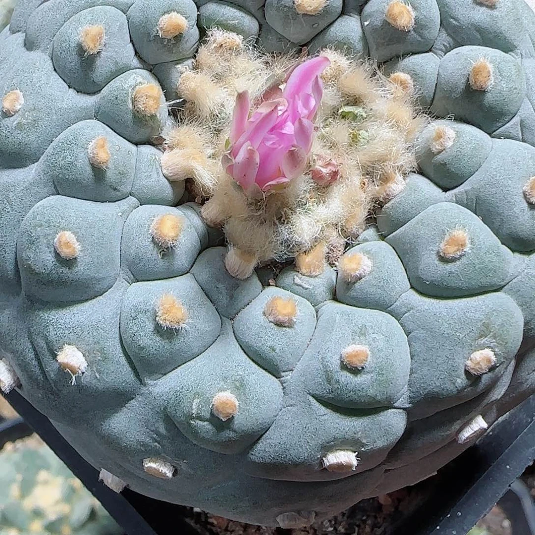 一物一拍所见即所得