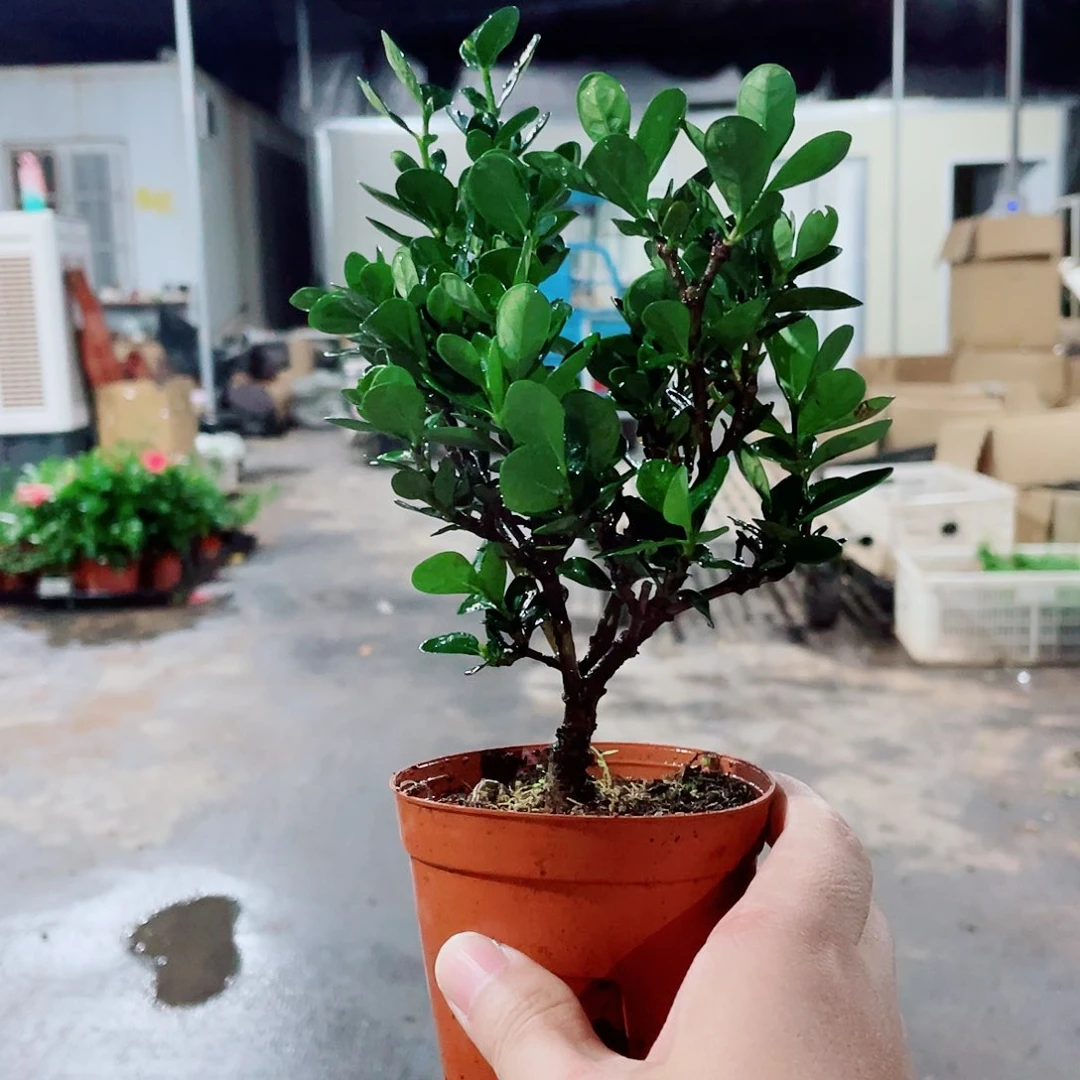 当前无花栽培后可以开花达摩栀子花，整高20