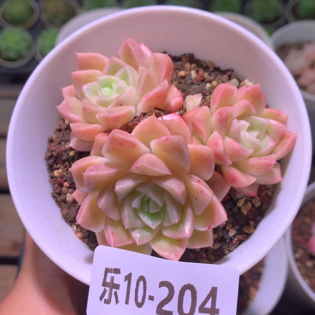 乐然10-204 迈凯伦群