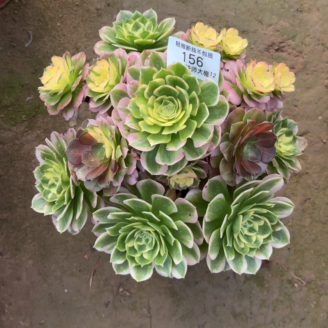 156海王多肉植物法师