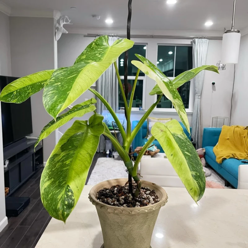 【二木林】（银河布诺蔓绿绒）室内植物 好看好养 家居绿植