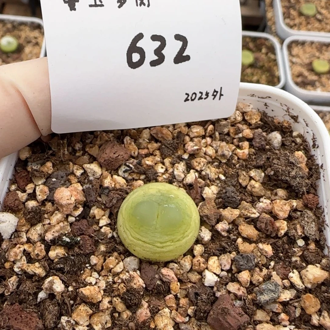 好****哦多肉多肉多肉2025-632