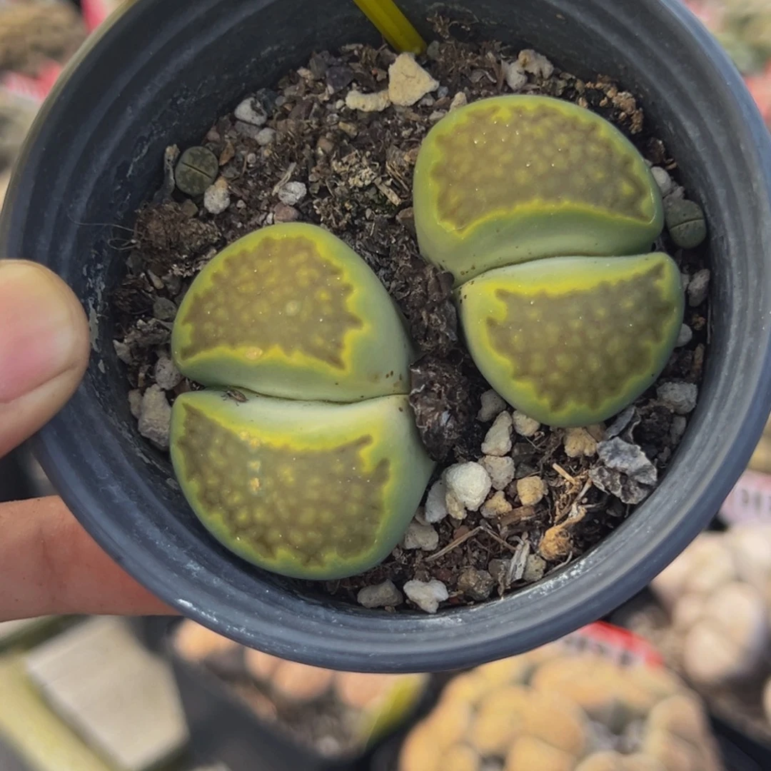 170 生石花大群生大群生