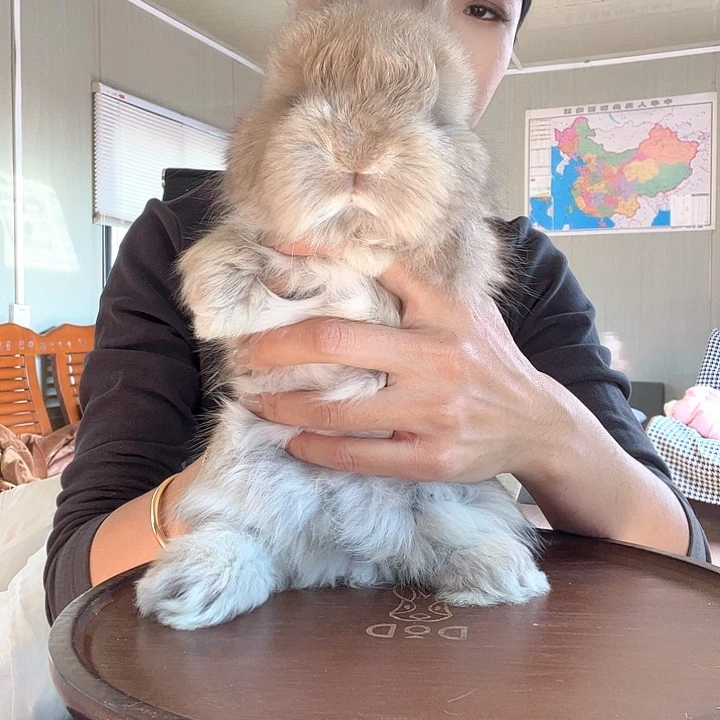 网红同款英系安哥拉兔山猫弟弟