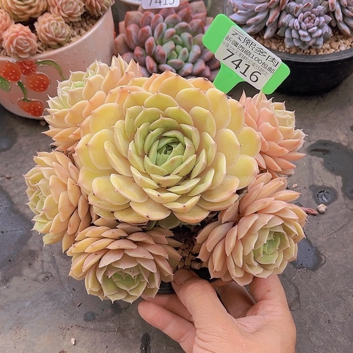 7416昂斯诺。