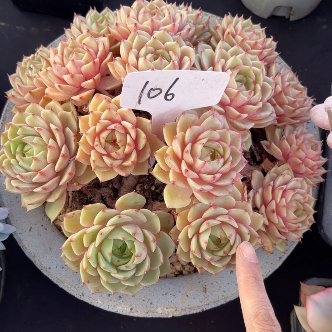 玫***海老阿姨花卉一物一拍106