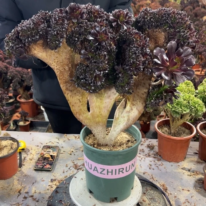 小*唛多肉植物欧紫啊啊啊