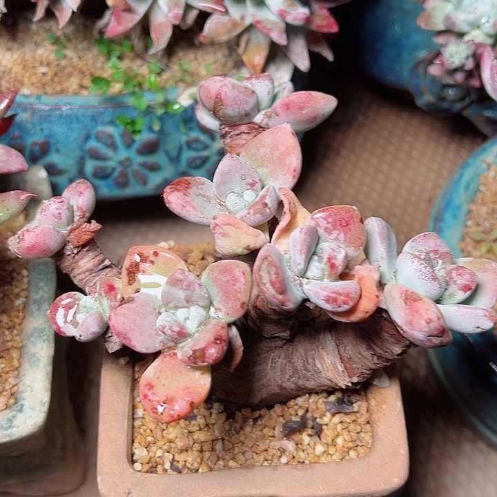 糖***蛋8219贝拉仙女杯多肉