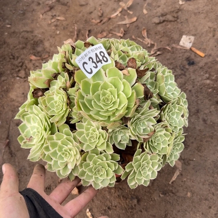 水蜜桃……多肉植物……