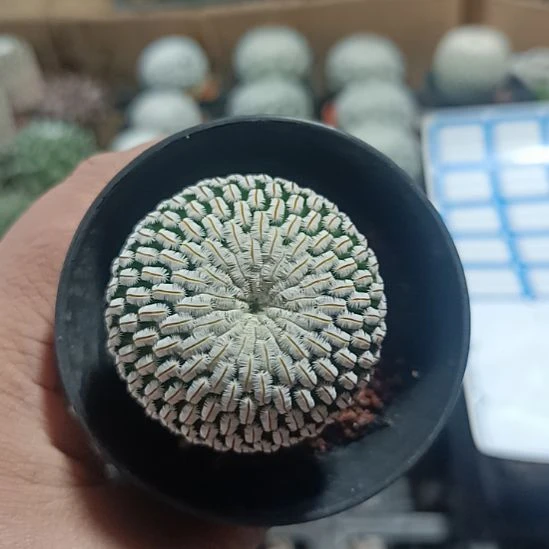 花花世界迷人眼球球好养