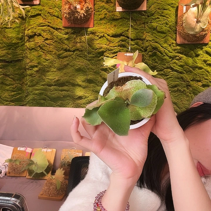 不开花植物蓝月孢子苗