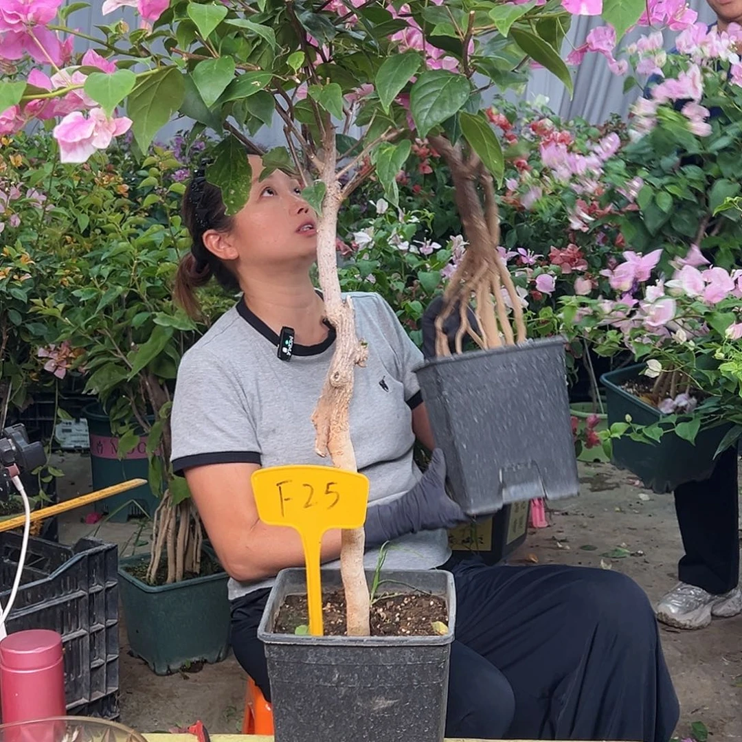 *****当前无花栽培后可以开花F25章