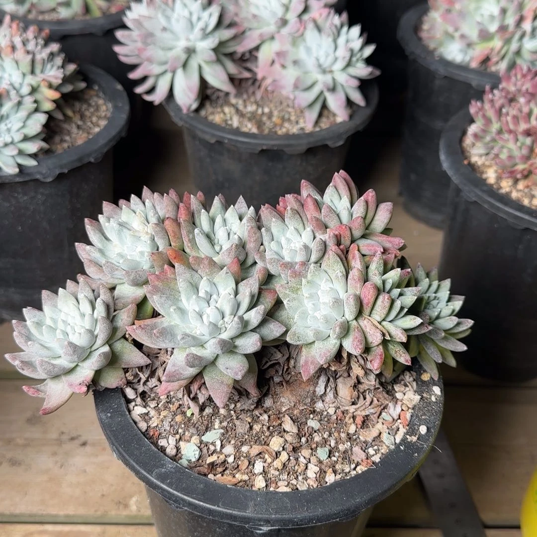 6**320250201w多肉6:03