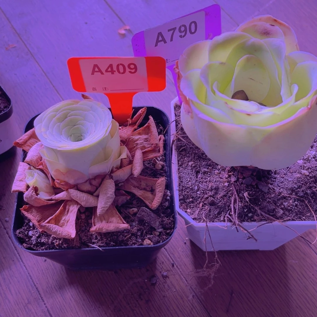 409山地玫瑰粉色