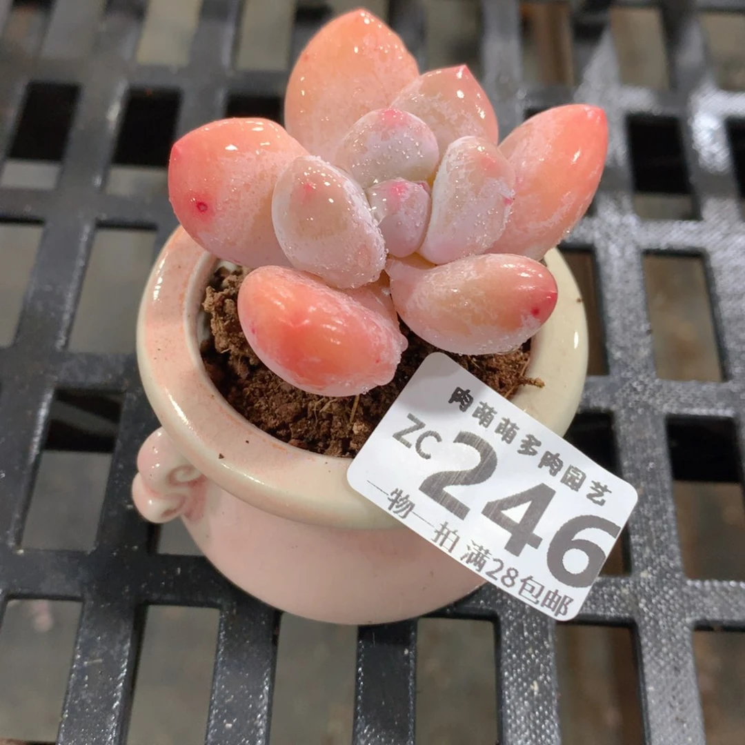 肉萌萌拇指盆精控多肉ZC246